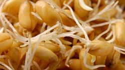 Sprouted Wheat Grains