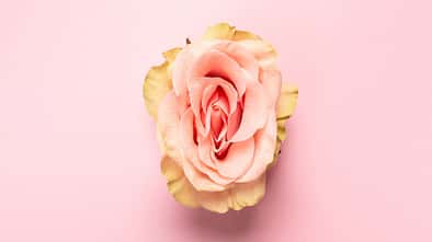 Erotic,Metaphor.,Rose,Bud,With,Petals,Resembling,Vulva.,Beautiful,Flower