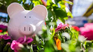 Sparschwein im Frühling