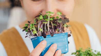Microgreens bei veganer Ernährung