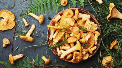 Pfifferlinge im Herbst: lecker!