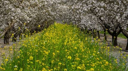 Bodendecker bieten zusätzliche Nahrung für Bienen und verbessern die Kohlenstoffbindung Bodendecker bieten zusätzliche Nahrung für Bienen und verbessern die Kohlenstoffbindung