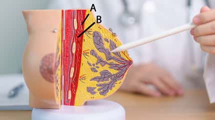 Die Anatomie der weiblichen Brust Die Anatomie der weiblichen Brust