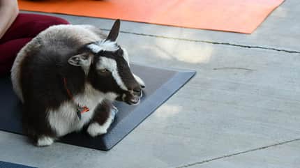 Die Yoga Trends 2025 Die Yoga Trends 2025