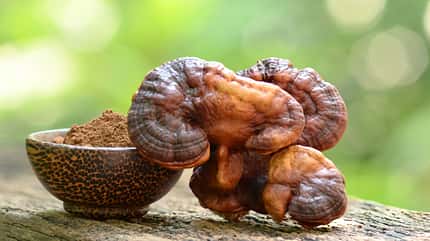 background,healthy,nutrition,wellness,harvest,herbs,powder,antiviral,immune,extract,raw,therapeutic food,reishi Reishi or lingzhi mushroom and powder on nature background. Beautiful