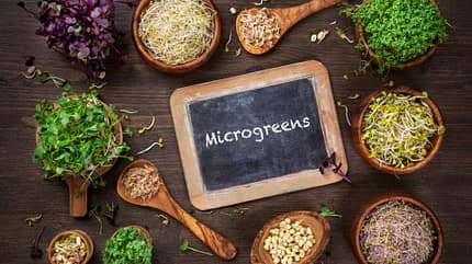 Verschiedene Arten von Microgreens auf Holzhintergrund
Verschiedene Arten von Microgreens auf Holzhintergrund
