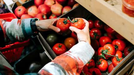 Hände, die Tomaten halten, um auszuwählen, welche die besten sind Hände, die Tomaten halten, um auszuwählen, welche die besten sind