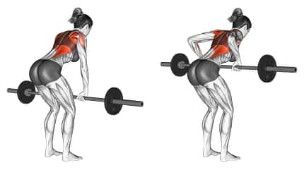 Beanspruchte Muskeln beim Langhantelrudern (Barbell Row).