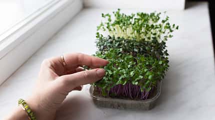 Microgreens im Sport 