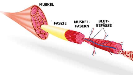 Die Faszien umhüllen nicht nur jeden Muskel, sondern auch jede noch so kleine Muskelfaser.