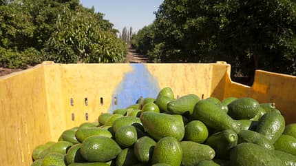 Die Avocadoernte Die Avocadoernte