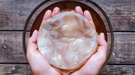 Der Teepilz SCOBY Der Teepilz SCOBY
