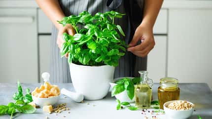 Kräuter schmecken intensiv aromatisch Kräuter schmecken intensiv aromatisch
