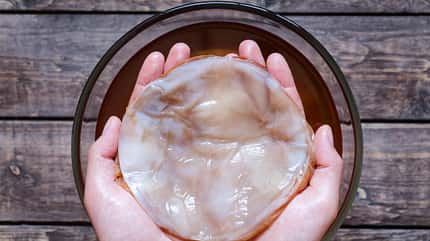 Kombucha wird mit Hilfe eines Teepilzes hergestellt Kombucha wird mit Hilfe eines Teepilzes hergestellt