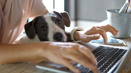 Home Office mit Hund, zuhause arbeiten Im Home-Office zu arbeiten bedarf einer guten Konzentrationsfähigkeit
