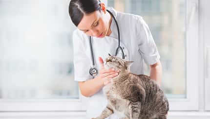 20 Traumjobs im Ranking