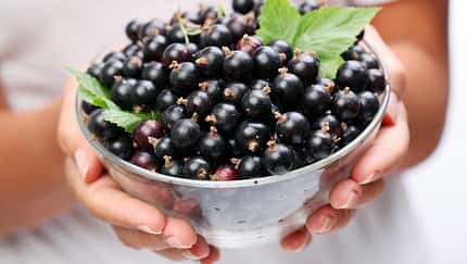 Eine Portion (125 Gramm) Schwarze Johannisbeeren enthalten 221 Milligramm Vitamin C