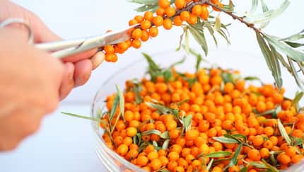 Obst mit viel Vitamin C