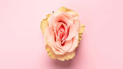 Erotic,Metaphor.,Rose,Bud,With,Petals,Resembling,Vulva.,Beautiful,Flower