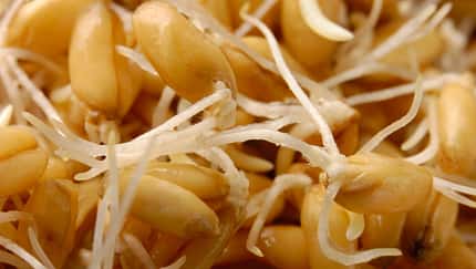 Abstract,Backgrounds,Bud,Cereal Plant,Close-up,Food,Food And Drink,Growth,Healthy Eating,Ingredient,Processed Grains,Vegetarian Food,Wheat,Wheat Sprouts,Whole Wheat,sprouted Sprouted Wheat Grains