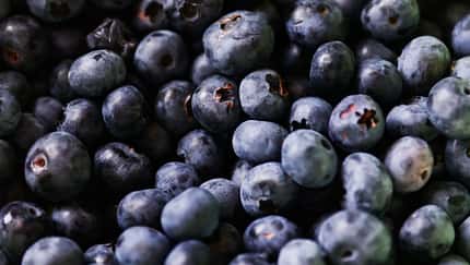 Heidelbeere Heidelbeere