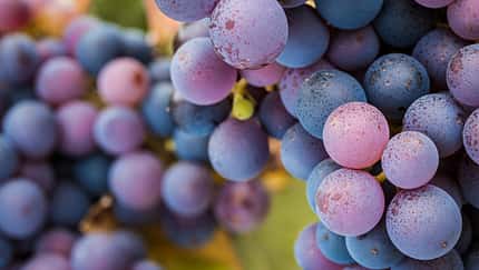 Weintrauben Weintrauben