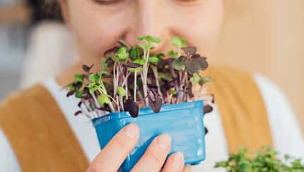 Microgreens bei veganer Ernährung Microgreens bei veganer Ernährung