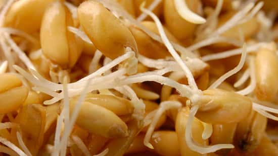 Sprouted Wheat Grains