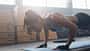 Shot,Of,Young,Woman,Doing,Push-ups,At,The,Gym.,Muscular