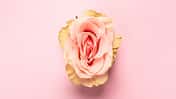 Erotic,Metaphor.,Rose,Bud,With,Petals,Resembling,Vulva.,Beautiful,Flower