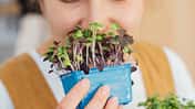Microgreens bei veganer Ernährung